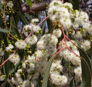 Eucalyptus Essential Oil Globulus 2